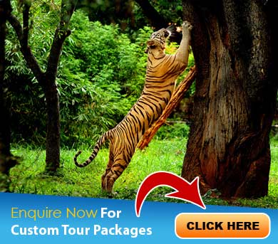 Kochi Tour Packages